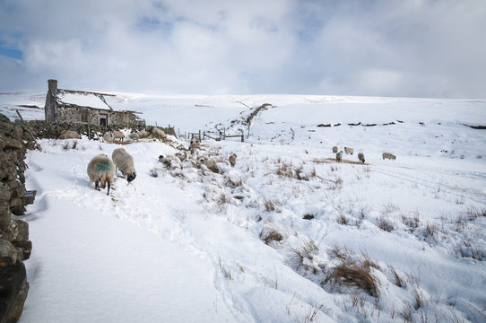 A landscape image of sheep and a derelict cottage in the Yorkshire Dales National Park, England.