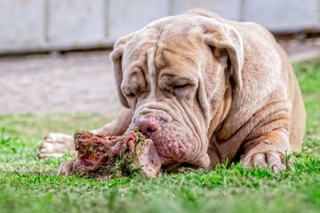 Neapolitan Mastiff Dog Lying Chewing A Large Raw Bone