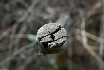 evil stump