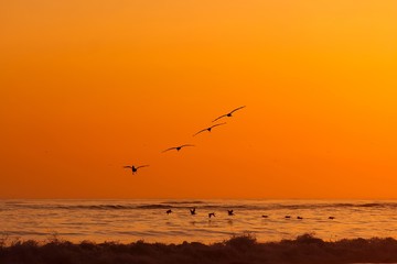 Pelicans flying over Pacific during colorful sunset