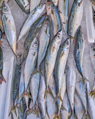 Obraz premium fresh horse mackerel fish at the local market