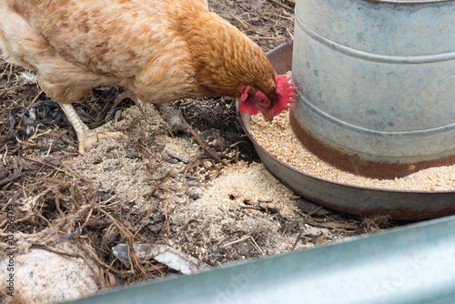 Closeup Of Brown Chicken Eating Grain From Metal Feeder Selective