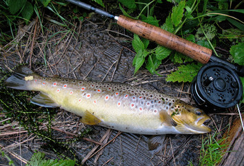 Freshly caught wild trout.  by fly fishing. 