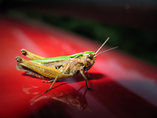Grasshopper sitting on a red surface
