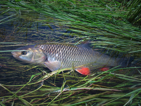 Chub fish in the water. Beautiful  with red fins