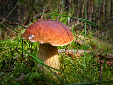 Boletus mushroom in the wild, sitting in moss