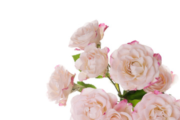 Obraz na płótnie Canvas White roses isolated