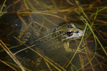 Iberian Green Frog ( Pelophylax perezi )