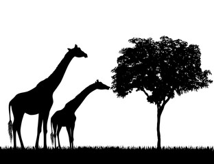Fototapeta na wymiar Silhouettes of giraffes and tree on white background vector