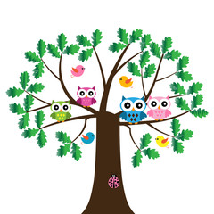 Vector set of colorful owls, birds  and ladybug sitting on the oak tree on a white background