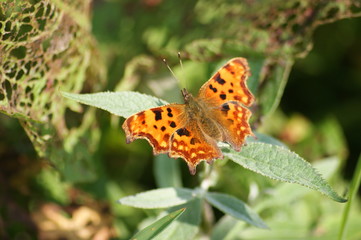 comma