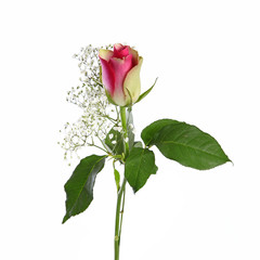 Obraz premium Rose avec gypsophile