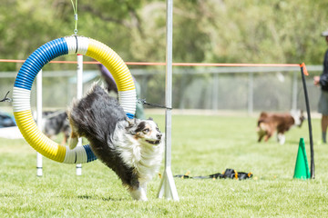 Dog in an agility competition set up in a green grassy park