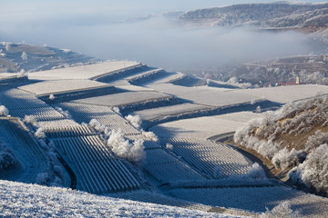 Frosty Frozen Kaiserstuhl Germany