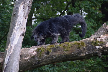 Ich bin hässlich. Aber ich kann klettern. Wie ich heiße, weiß ich nicht.