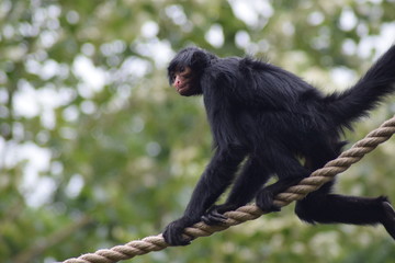 Hier oben kann mir keiner etwas. Affe auf dem Hochseil
