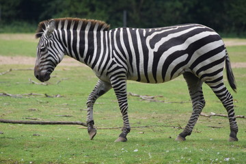 Fototapeta na wymiar Auf Trab. Zebra