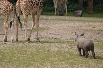 Klein, aber oho. Junges Nilpferd vertreibt Giraffen