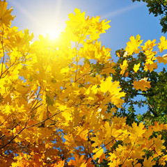 tree branches and yellow autumn leaves against the blue sky and