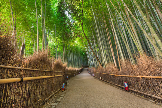 Bamboo forest of Arashiyama, Kyoto, Japan.