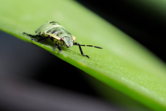Beetle macro shot