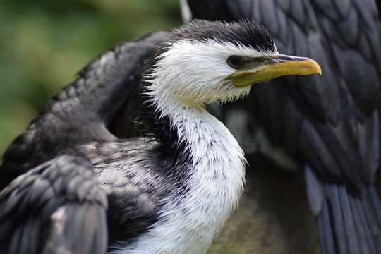 Ich sehe ein wenig gerupft aus. Egal. Vogel im Gleichmut