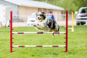 Dog in an agility competition set up in a green grassy park - Powered by Adobe