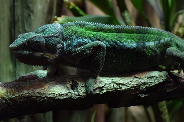Ton in Ton. Grüner Gecko im Unterholz