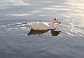 Der Himmel im Wasser. Und mittendrin eine Gans