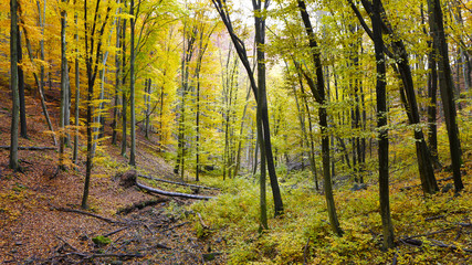 Mountain forest in autumn.