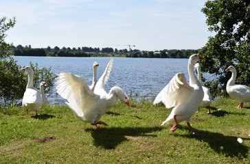 Freie Formation. Weiße Gänse beim Abflug
