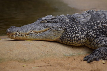 Obraz premium Auf der Mauer. Auf der Lauer. Alligator in Wartestellung