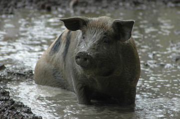 Da f&uuml;hle ich mich doch so richtig wohl. Schwein suhlt sich im Schlammloch