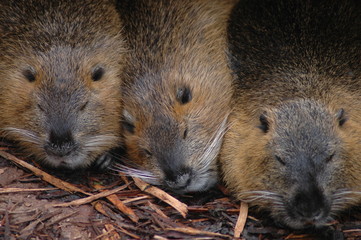 Dann mal gute Nacht. Wassertiere ruhen an Land