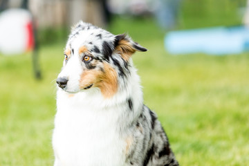 Dog sitting in a grassy green park
