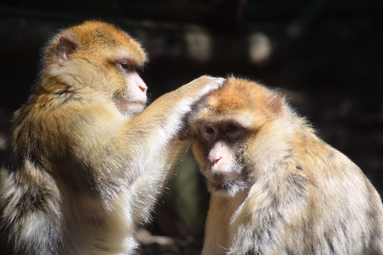 Mich laust der Affe. F&uuml;rsorge unter Primaten