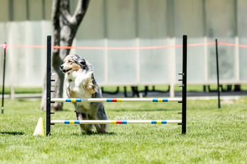 Dog in an agility competition set up in a green grassy park