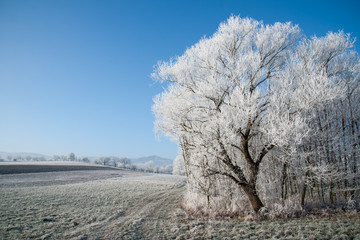Winter landscape with hore frost on the trees and fileds. Picture taken in the Rosalia Region in Burgenland in Austria.