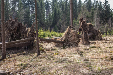 Destroyed forest