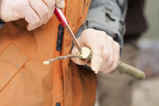 Veredelungstechnik Pfropfen