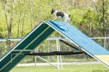 Dog in an agility competition set up in a green grassy park