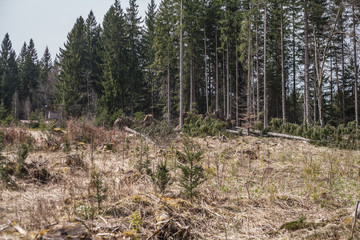 Destroyed forest
