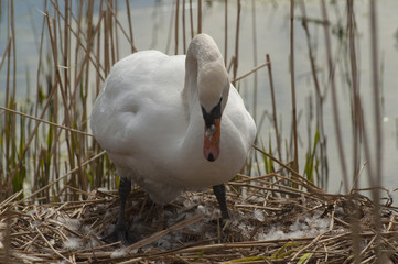 A Mute Swan ( Cygnus olor ) tends her eggs in a pond near the River Tay in Perthshire Scotland UK