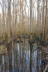 Congaree National Park forest reflected in the water