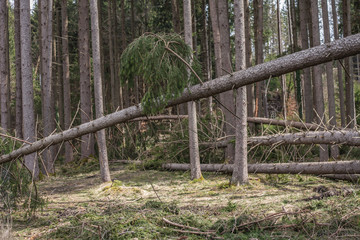 Destroyed forest