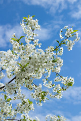 spring branch of cherry