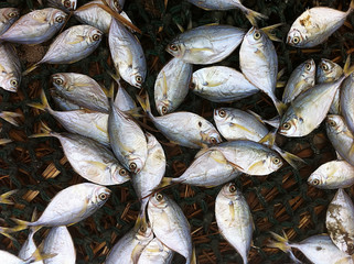 Fresh fish on the beach landed by African fishermen