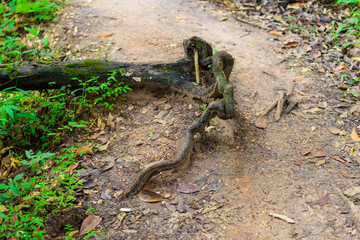 Timber in the forest