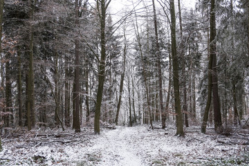 winter landscape in the forest