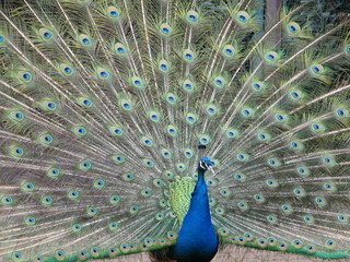 Obraz premium Pfau schlägt Rad